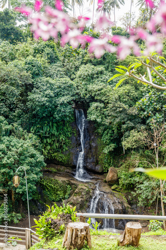 Layana waterfall in Ubud. Gianyar, Bali, Indonesia. Pink orchid growing on the tree.