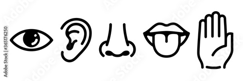 Graphic designation of the five main human senses.