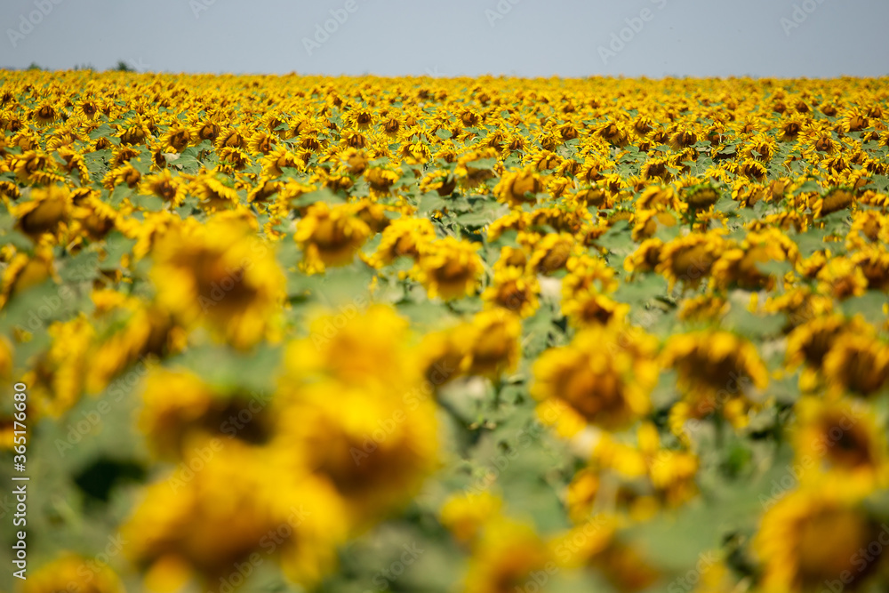 Obraz premium Photo of a summer field of blooming sunflowers. Real field