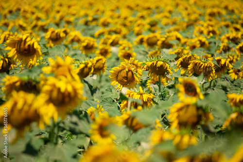Photo of a summer field of blooming sunflowers. Real field