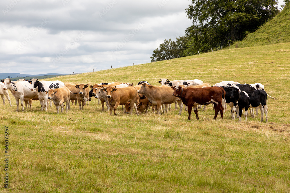Vaches près du village d'Apchon dans le département du Cantal en Auvergne - France