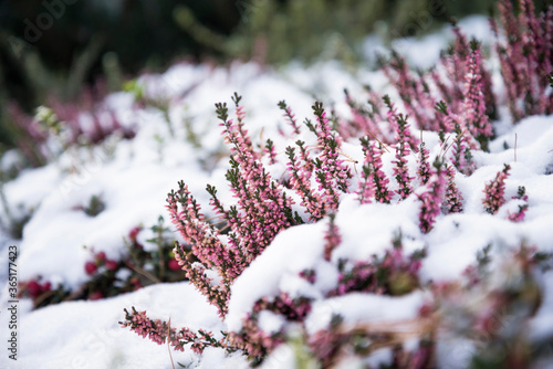 blooming pink Heather covered with the first snow in the garden