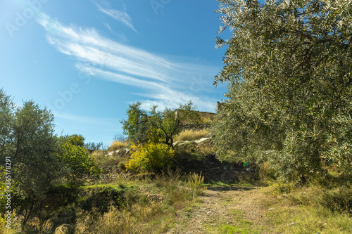 path between olive trees towards a ruined farmhouse