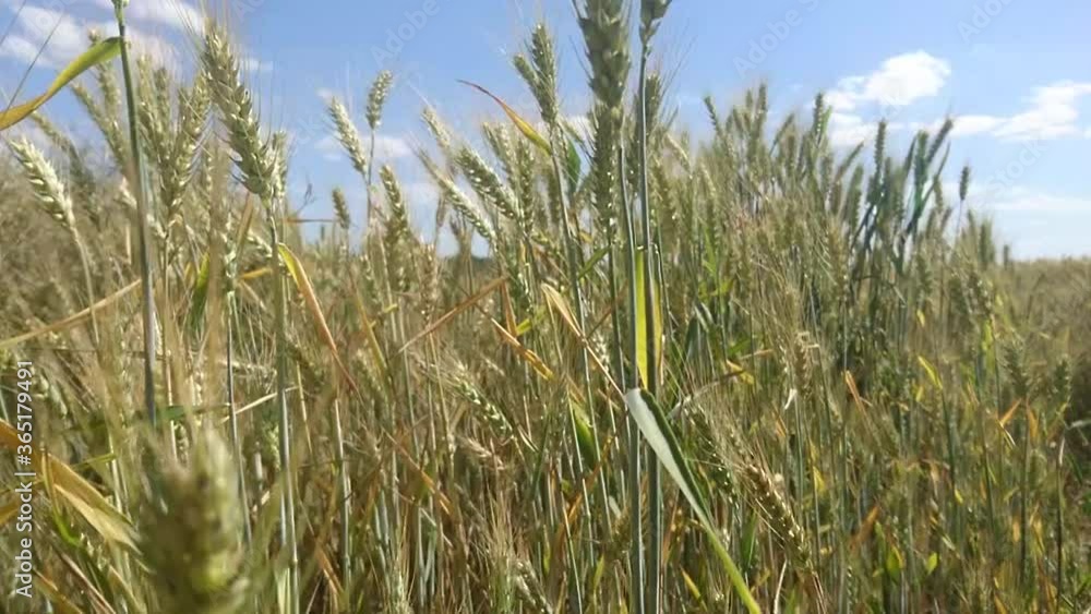 piękne kłosy zbóż poruszające się na wietrze. piękne kłosy zbóż poruszające się na wietrze.