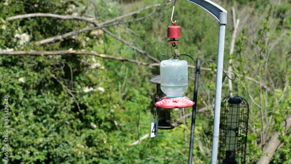 Hummingbirds flying around a feeder in slow motion Hummingbirds flying around a feeder in slow motion