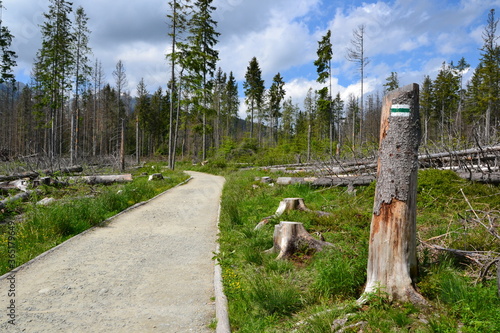 A mountain green trail to the Rusinowa glade (Rusinowa Polana) on Tatra mountains, Poland. View with trees broken by strong winds. Green trail sign on the tree