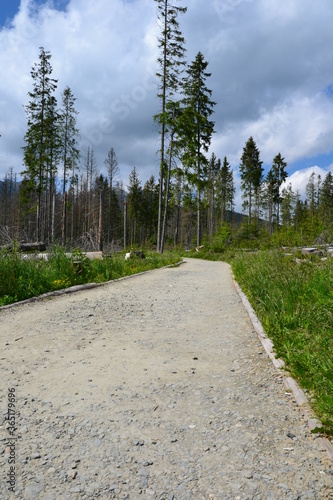A mountain green trail to the Rusinowa glade (Rusinowa Polana) on Tatra mountains, Poland