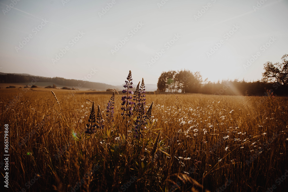 Fototapeta premium purple flower on field with colorful sunset