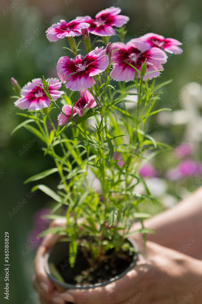 in female hands a flower pot with pink dianthus flowers in female hands a flower pot with pink dianthus flowers