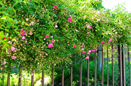 Photography Roses are blooming over the fence.