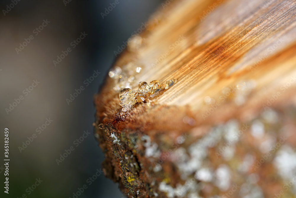 Tree resin on a freshly cut tree with the macro photographed objectively in daylight