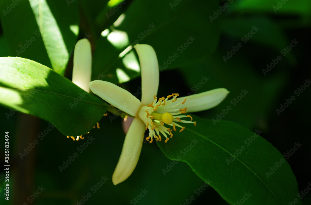 Obraz premium Lemon flowers, lime flowers, citrus limonium, macro flowers