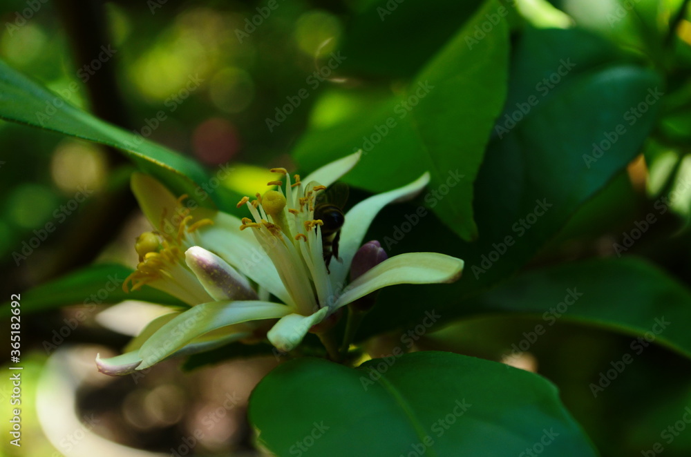 Lemon flowers, lime flowers, citrus limonium, macro flowers Lemon flowers, lime flowers, citrus limonium, macro flowers