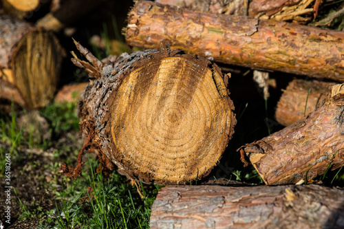 Wallpaper Mural Sawn tree. The texture of the slice. Sawed and rings of tree life. Brown wood background. Torontodigital.ca