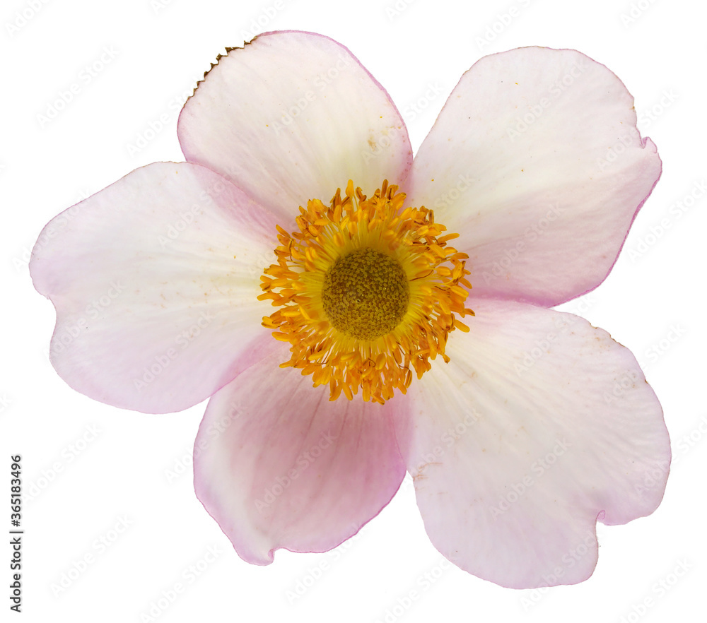 Delicate pink flower of perennial Japanese anemone plant isolated macro