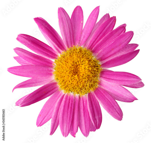 Pink garden daisy flower isolated