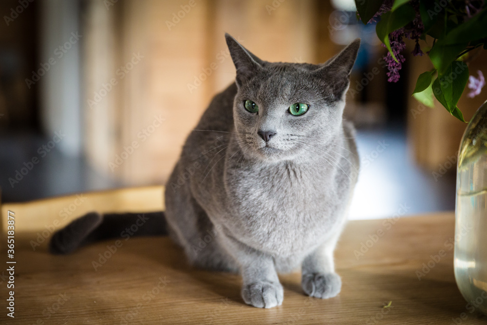 A kitten sits on a wooden table. Pleased gray cat and a bouquet of purple lilacs.