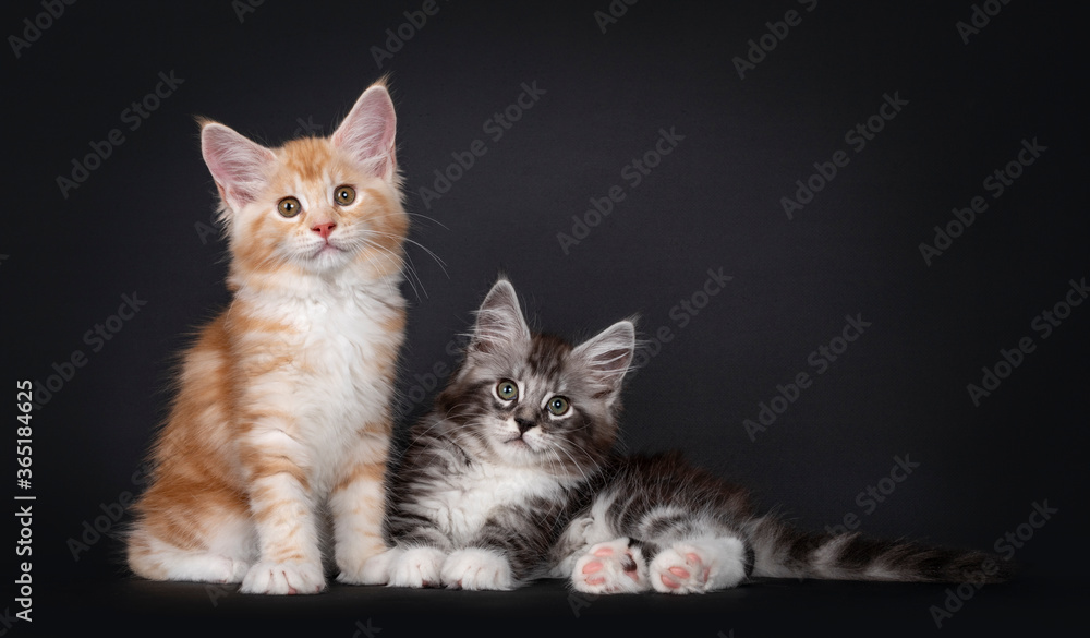 Duo of two cute Maine Coon kittens, laying / sitting beside eachother. Looking straight at camera with cute head tilt. Isolated on black background.