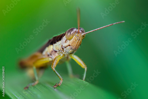 close up of a grasshopper © Joolyann