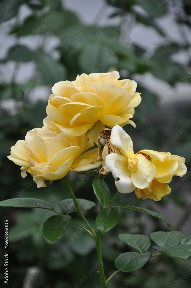 Yellow roses blooms in the garden