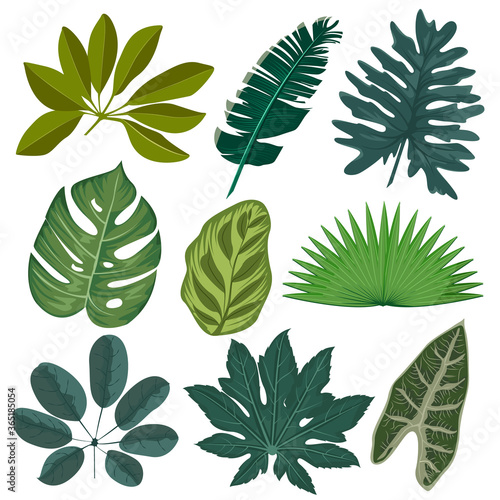 Set realistic tropical leaves and plants
