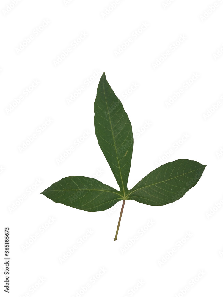 tropical green leafs isolated on white background tropical green leafs isolated on white background