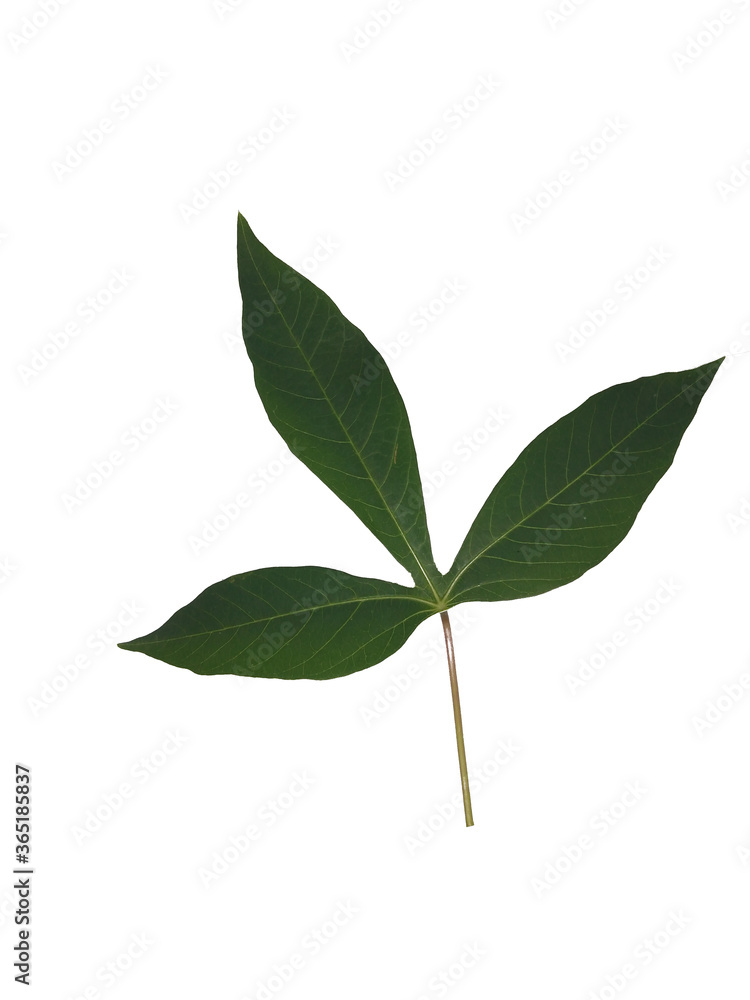 tropical green leafs isolated on white background tropical green leafs isolated on white background