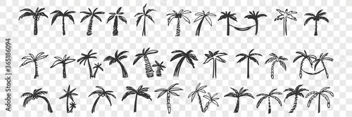 Hand drawn palm trees doodle set.