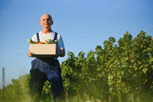Billede på lærred farmer carrying box of picked vegetables