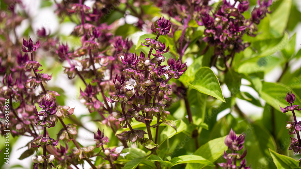 Basil flowers blooming beautifully, in the rainy season. Basil flowers blooming beautifully, in the rainy season.