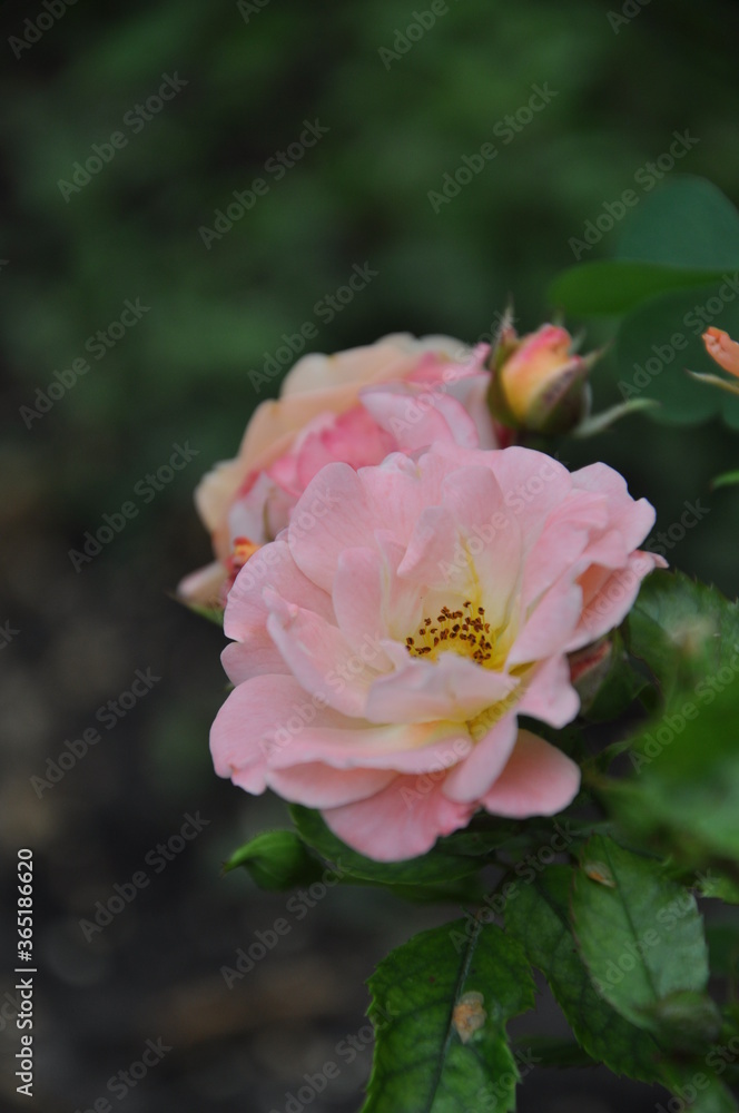 Beautifil tender pink bush of roses bloom in the garden Beautifil tender pink bush of roses bloom in the garden