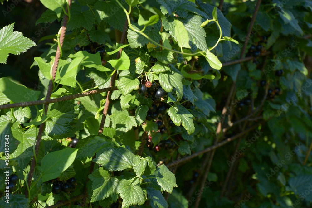 Fototapeta premium black currant berries on shrub in summer sun