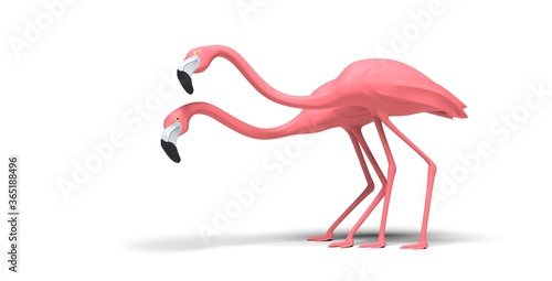 couple of pink flamingos white background