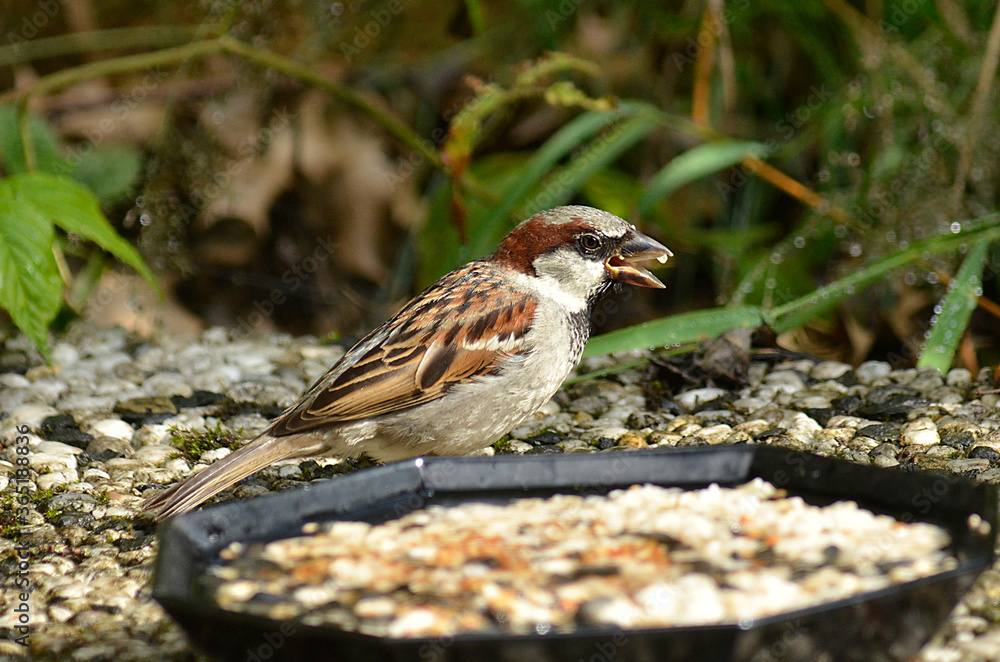Fototapeta premium Spatz an Futterstelle