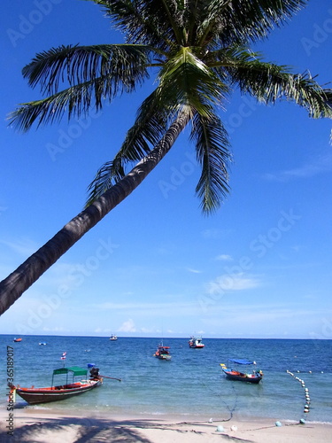 Palm tree on the beach, social distance