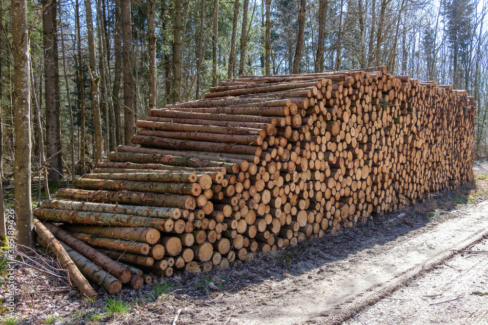 Holzwirtschaft: Ein sehr grosser Haufen gestapelte Baumstämme im Wald an einem Weg