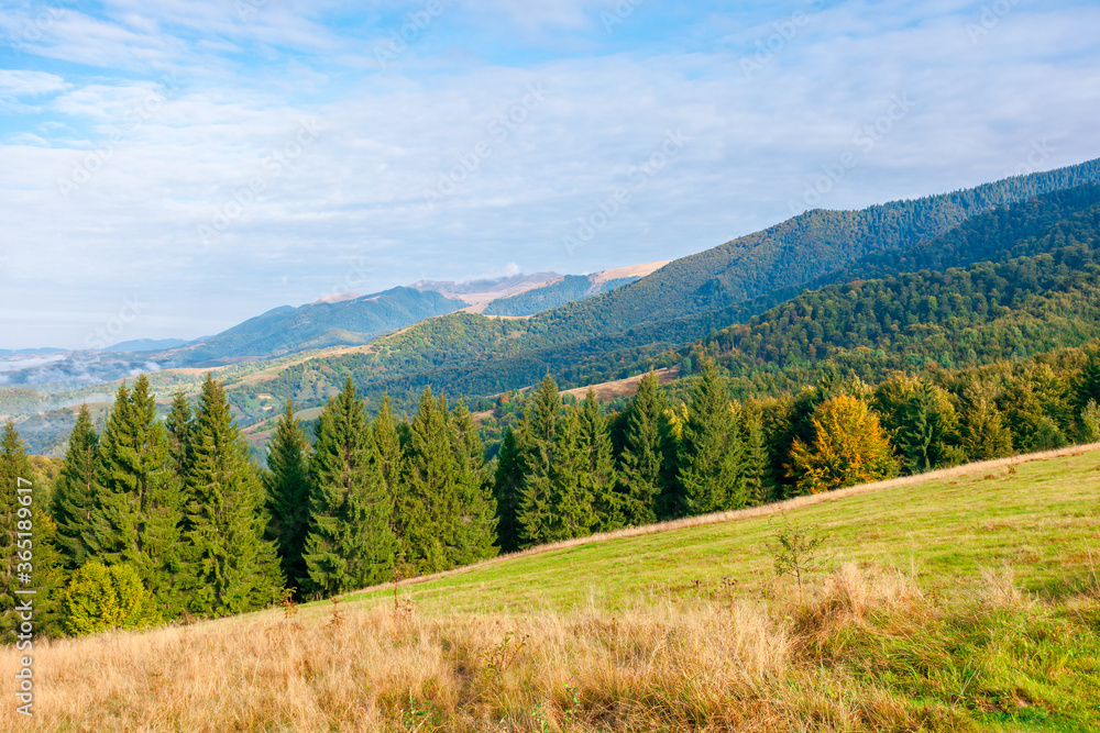 wonderful autumn landscape. open view with forest on the meadow in front of a distant valley. trees and dry grass on the hills. mountain ridge in the distance. blue sky with clouds