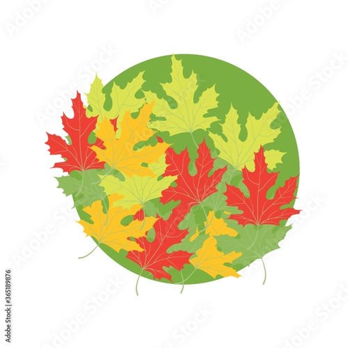 autumn maple leaves