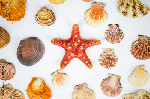composition of exotic shells and starfish on a white background. fossils found in the sea depths of the oceans