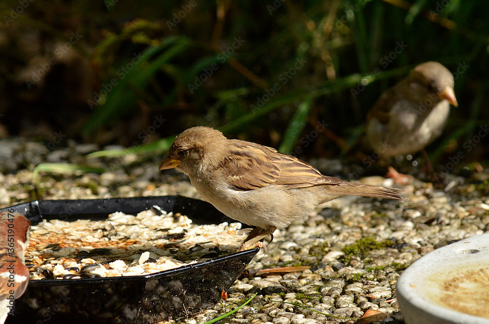 Naklejka premium Spatz an Futterstelle