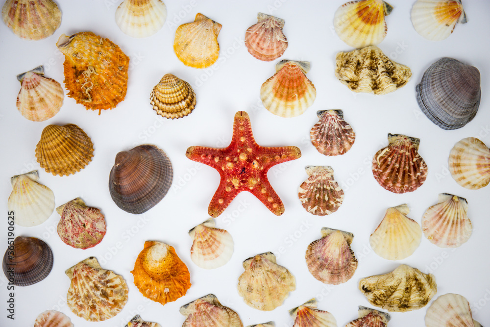 composition of exotic shells and starfish on a white background. fossils found in the sea depths of the oceans composition of exotic shells and starfish on a white background. fossils found in the sea depths of the oceans