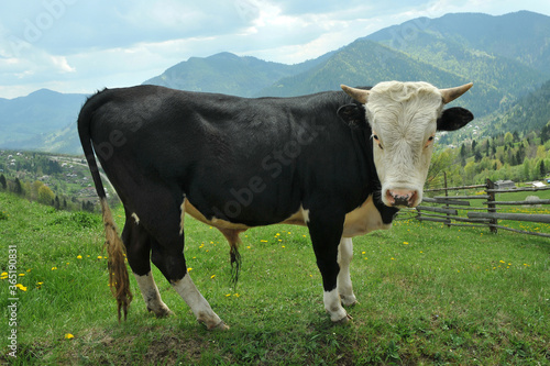 Bull on a mountain pasture.