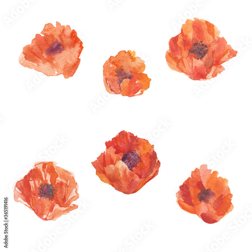 Poppies, isolated elements for design on a white background. Watercolor hand drawn illustration.