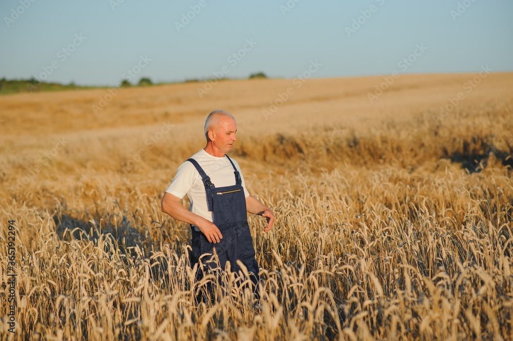 Portrait of senior farmer agronomist in wheat field checking crops before harvest. Successful organic food production and cultivation. Portrait of senior farmer agronomist in wheat field checking crops before harvest. Successful organic food production and cultivation.