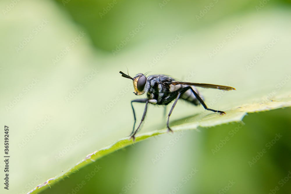 Macro shot of fly on a leaf Macro shot of fly on a leaf