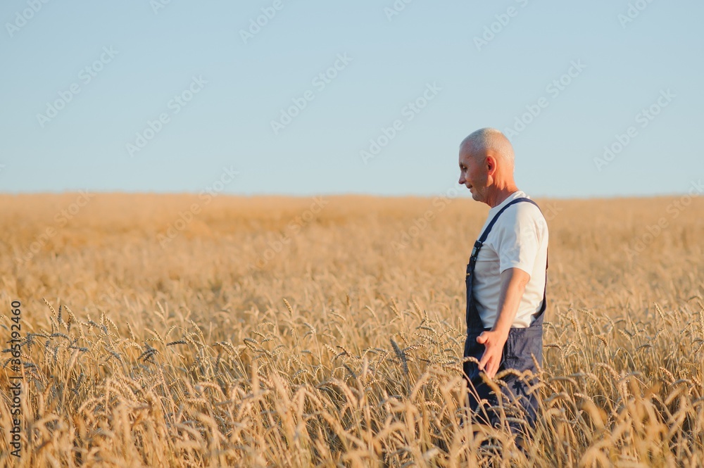 Worried gray haired agronomist or farmer using a tablet while inspecting organic wheat field before the harvest. Back lit sunset photo. Low angle view. Worried gray haired agronomist or farmer using a tablet while inspecting organic wheat field before the harvest. Back lit sunset photo. Low angle view.
