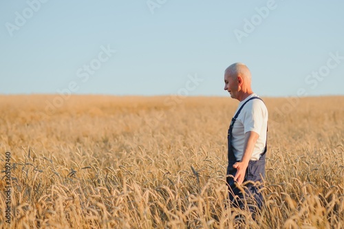 Worried gray haired agronomist or farmer using a tablet while inspecting organic wheat field before the harvest. Back lit sunset photo. Low angle view. © Serhii
