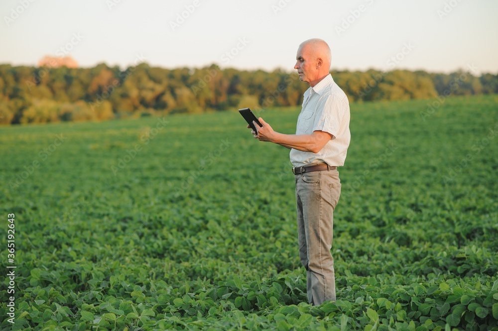 Senior farmer standing in soybean field examining crop at sunset. Senior farmer standing in soybean field examining crop at sunset.