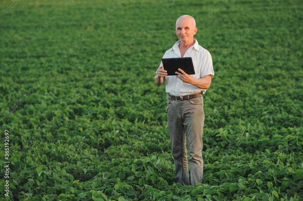 Agronomist inspecting soya bean crops growing in the farm field. Agriculture production concept. young agronomist examines soybean crop on field in summer. Farmer on soybean field Agronomist inspecting soya bean crops growing in the farm field. Agriculture production concept. young agronomist examines soybean crop on field in summer. Farmer on soybean field