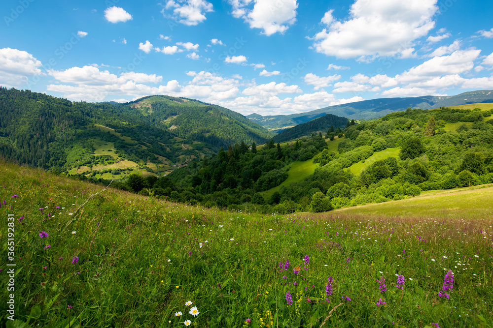 summer landscape in mountains. amazing scenery with wild herbs in fields on rolling hills of carpathians in dappled light. clouds on the blue sky above the distant ridge